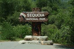 sequoia